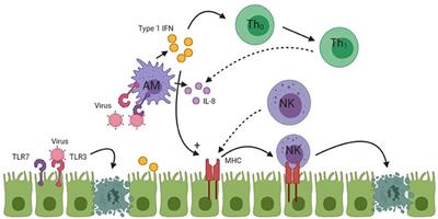 Current Concepts of Biliary Atresia and Matrix Metalloproteinase-7: A Review of Literature